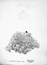 Parmelina tiliacea image